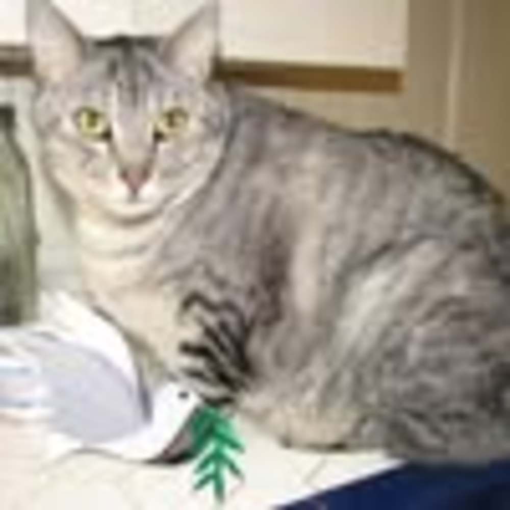 Meet your Posher, Martha